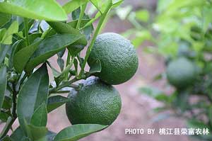 香櫞